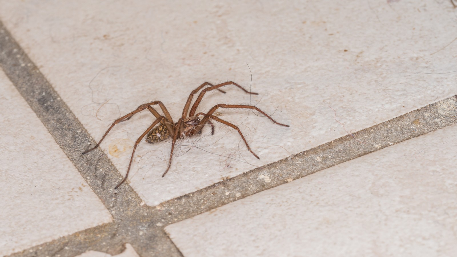 Spinne