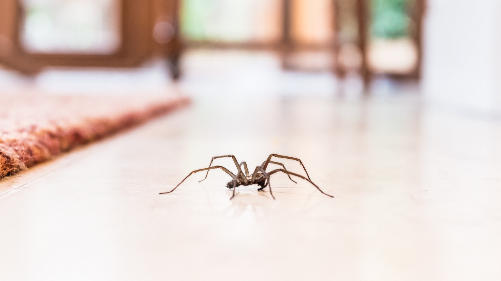 Spinne mit Staubsauger aufsaugen: DAS passiert wirklich! 72 Spinne
