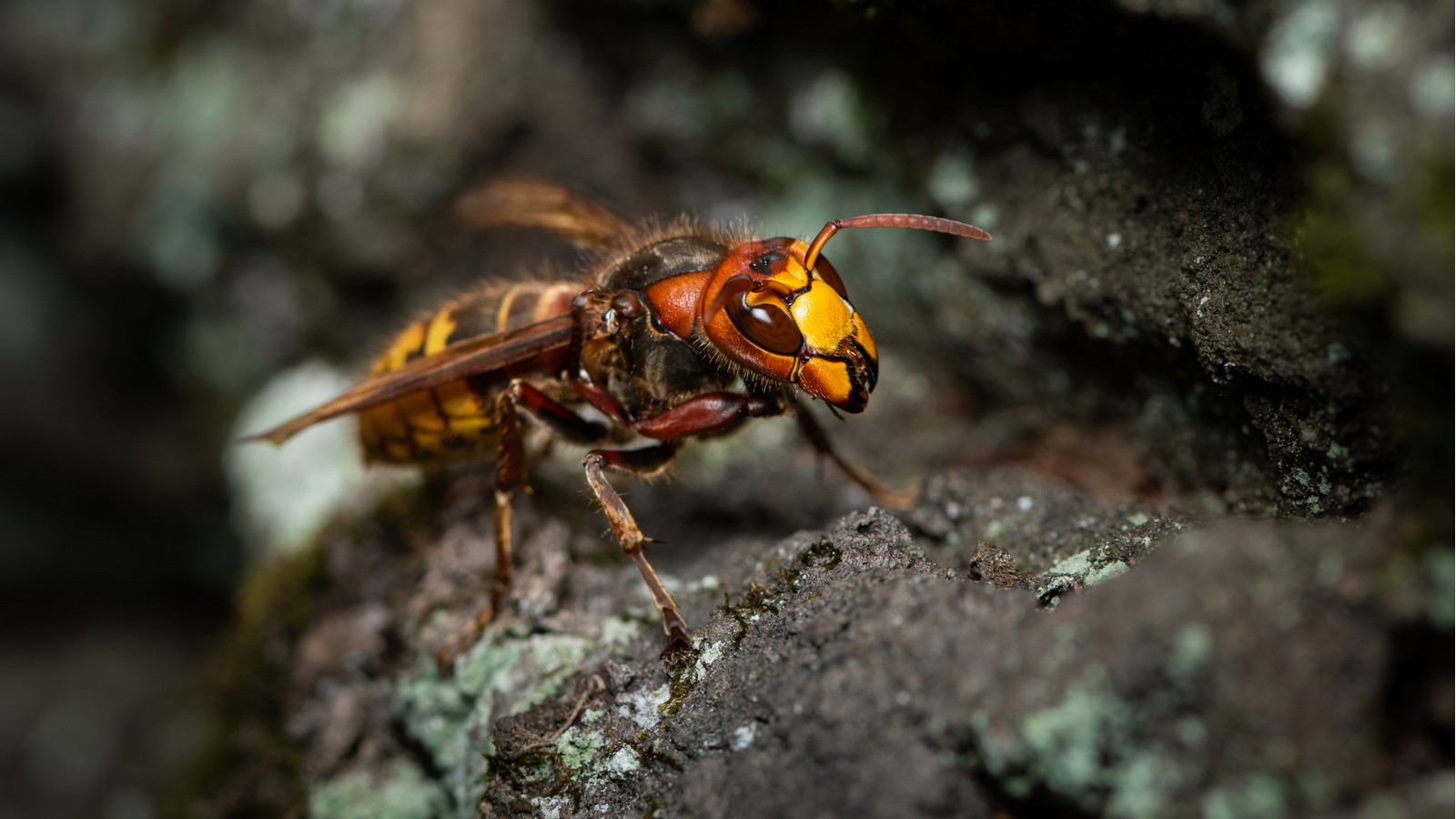 Sind Hornissen gefährlicher als Wespen? 72 Hornisse