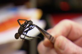 Dschungelcamp 2018: Giftigste Spinne plötzlich im Camp!