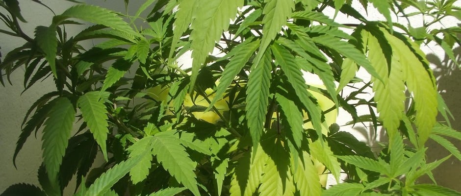 Gras BILD kukksi