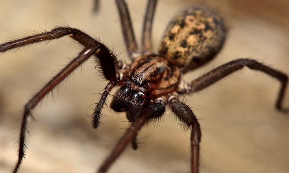 St 116 Spinne BILD iStock