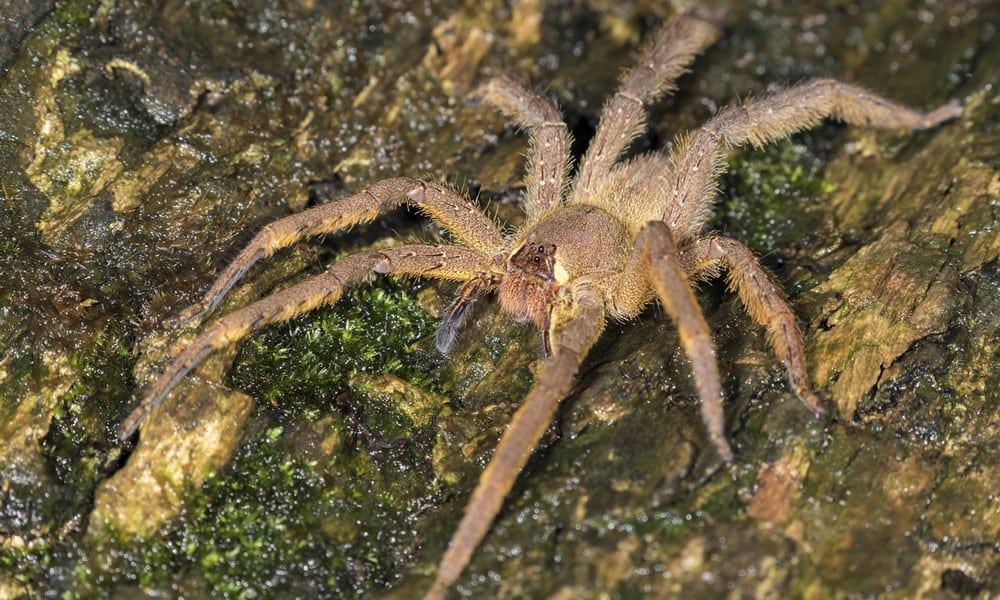St 194 Spinne BILD iStock
