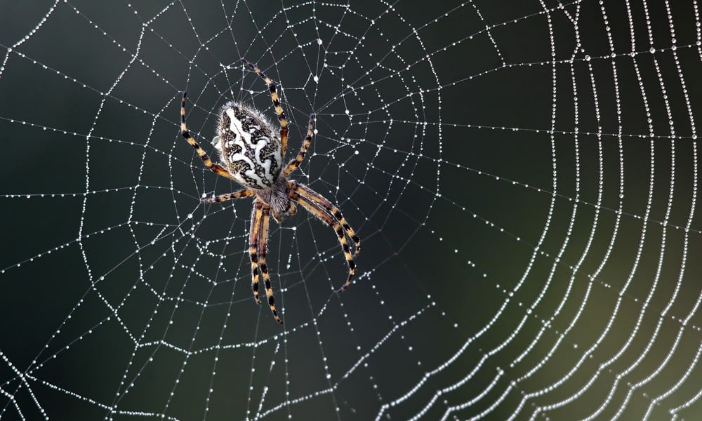 St 214 Spinne BILD iStock