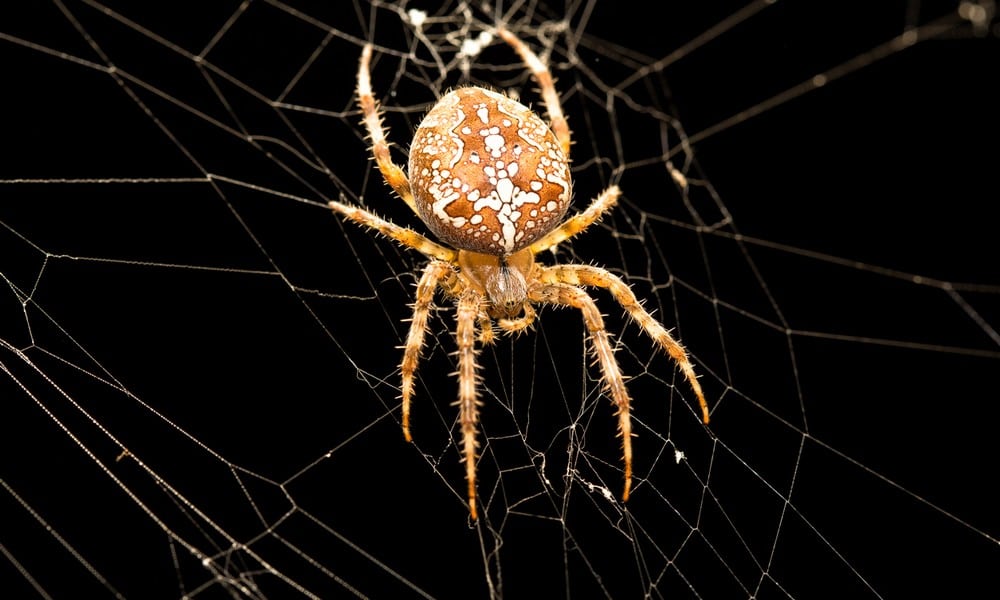 St 219 Kreuzspinne BILD iStock