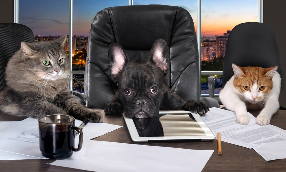 St 22 Hund Katze Büro BILD iStock