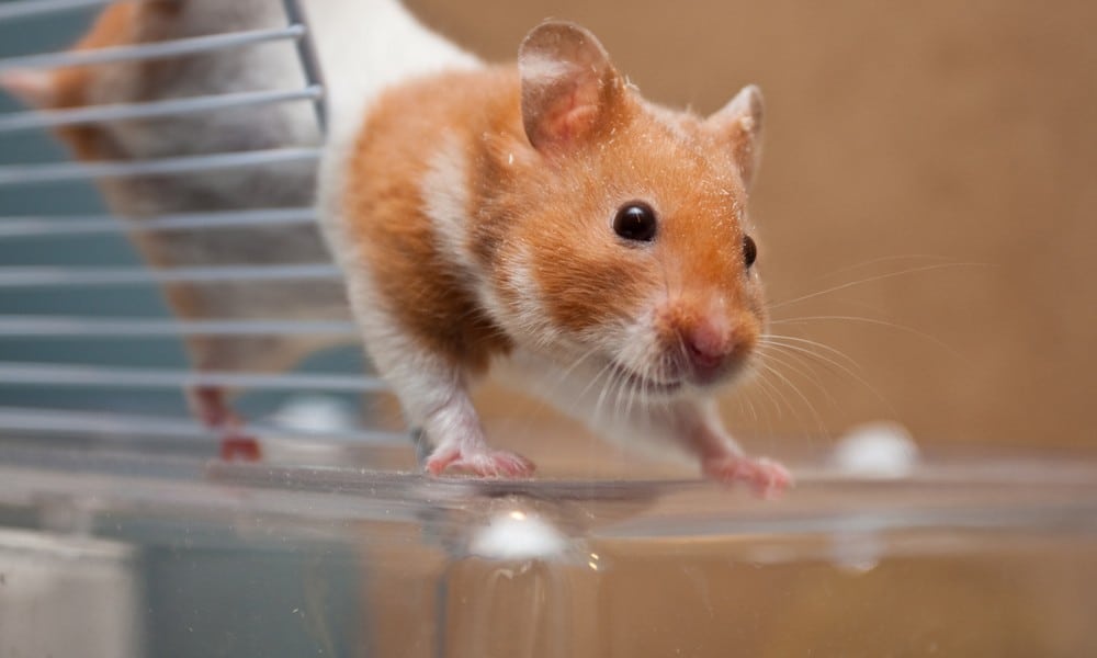 St 225 Hamster BILD iStock