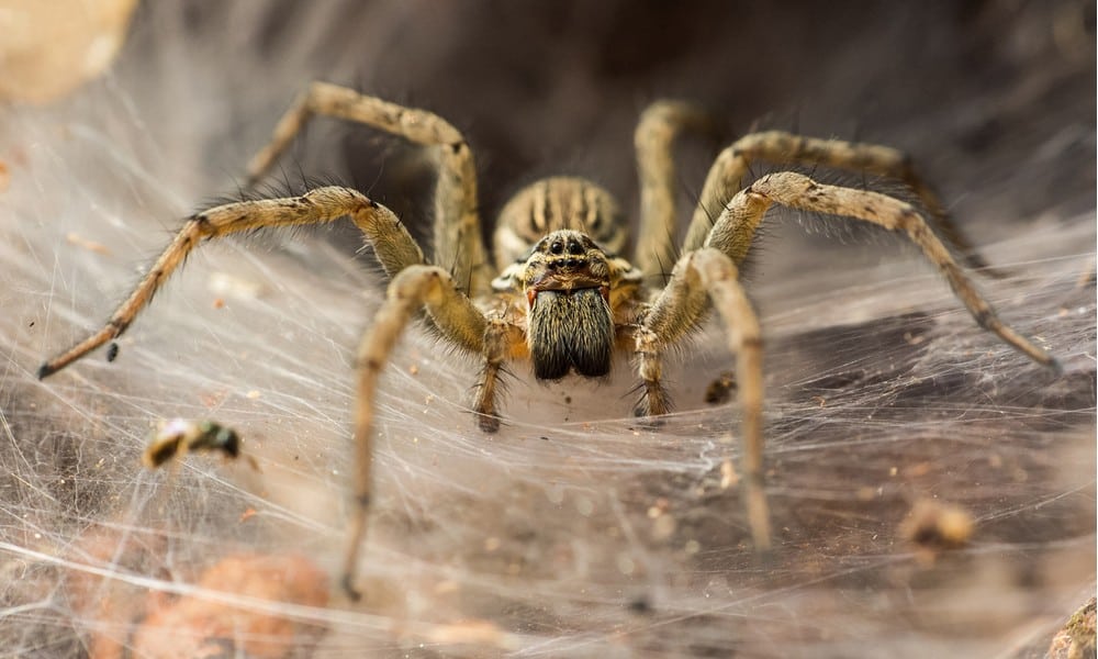 St 255 Spinne BILD iStock