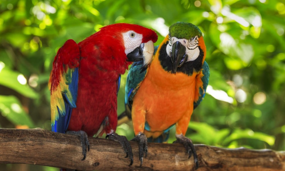 St 317 Papagei BILD iStock