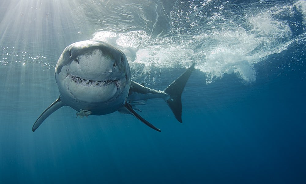 St 369 BILD iStock