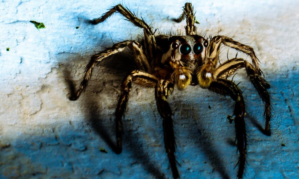 St 49 Spinne BILD iStock