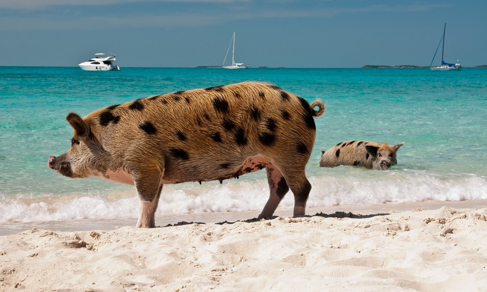St 598 BILD iStock