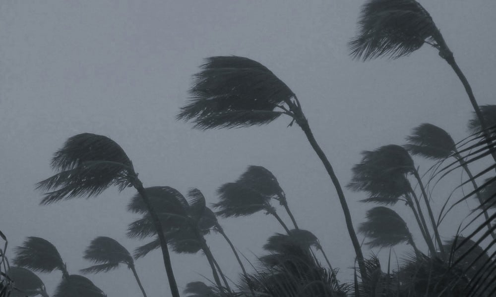 St 60 Palme BILD iStock