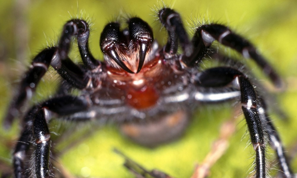 Spinne