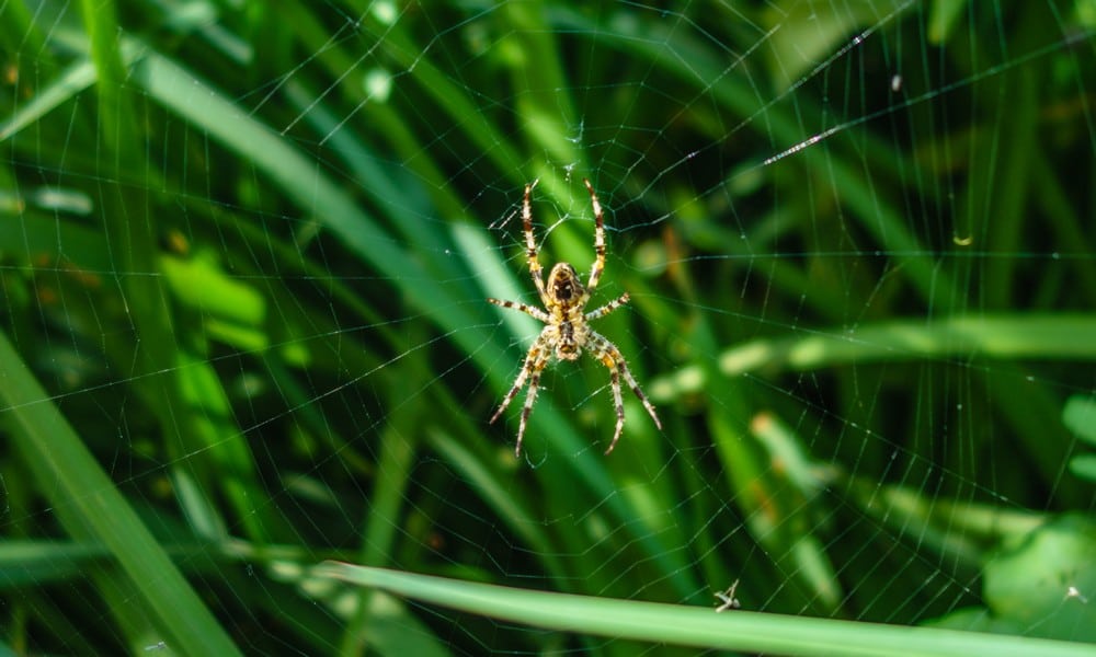 St 82 Spinne BILD iStock