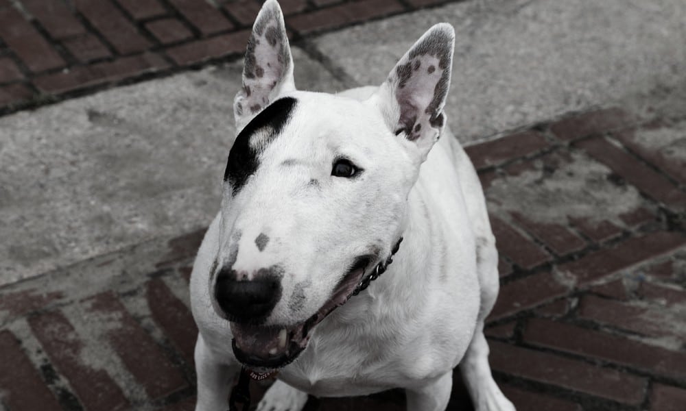 hund