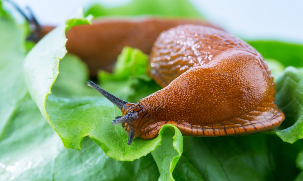 schnecke