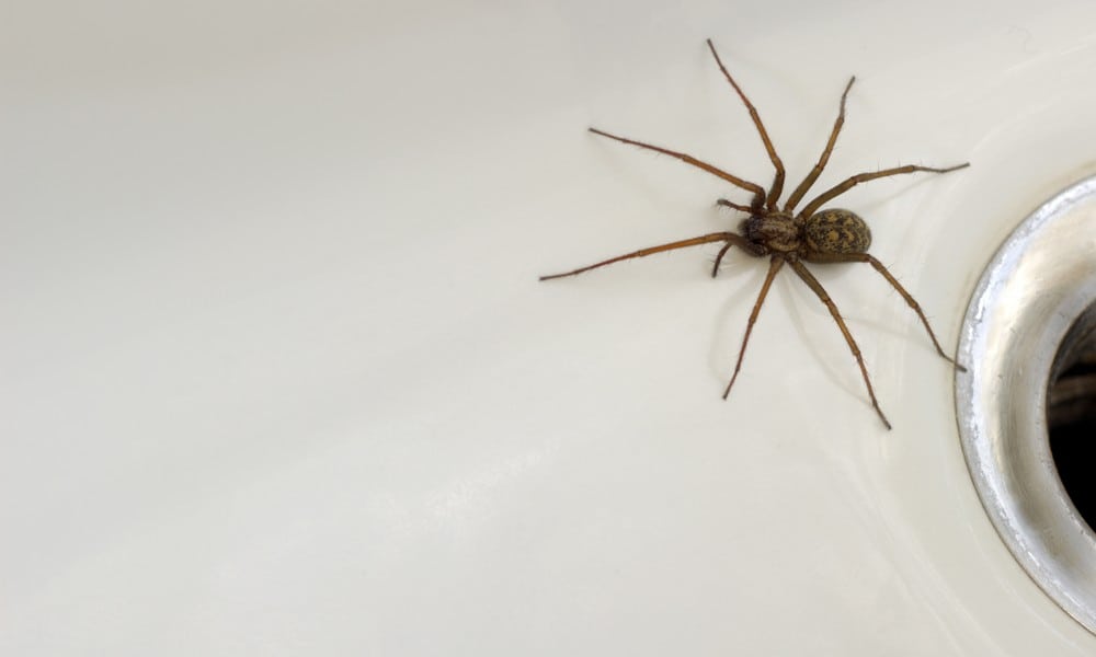 spinne