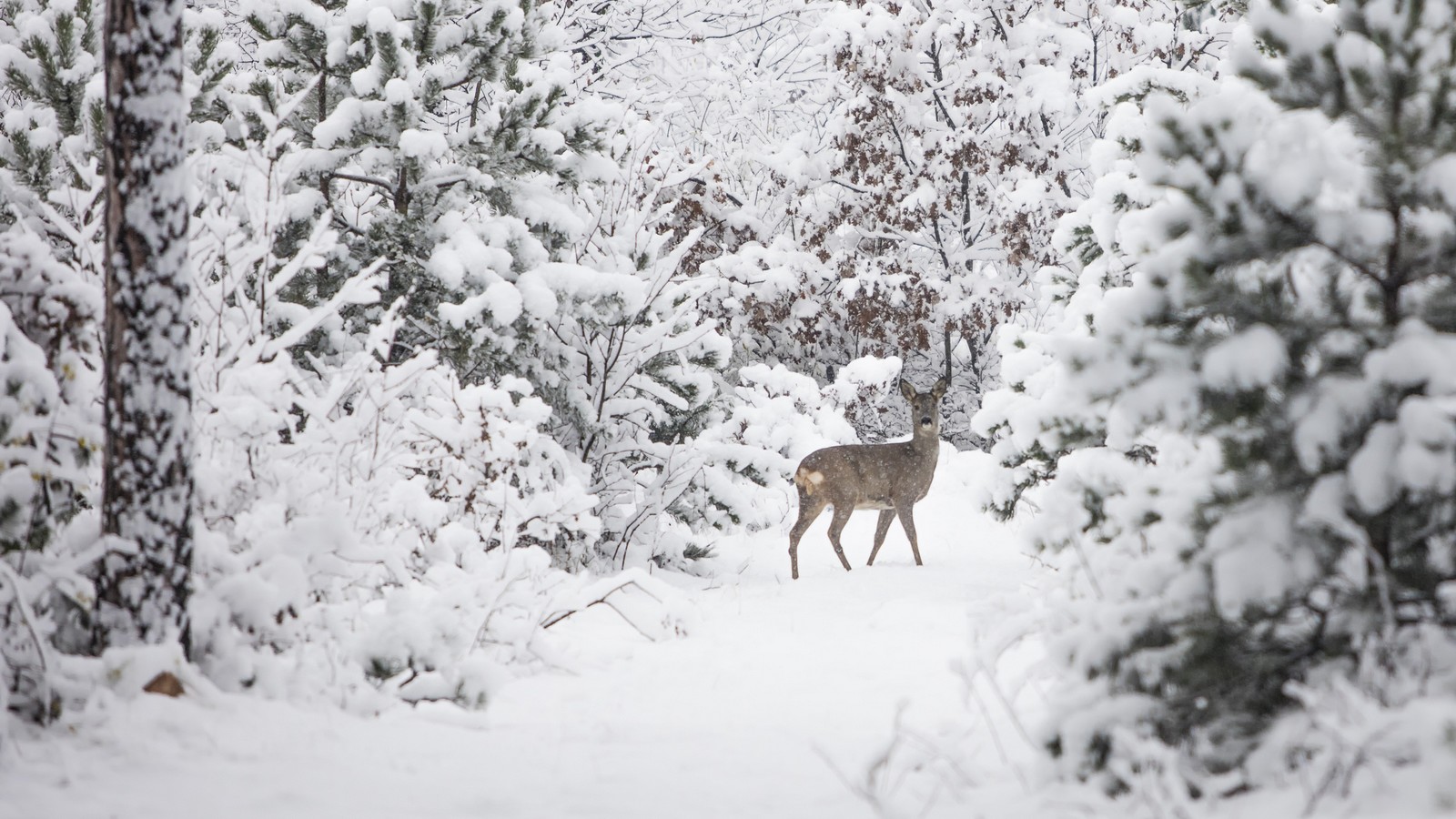 Winter