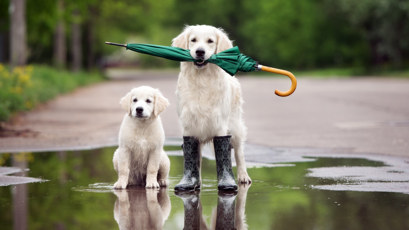 Regen