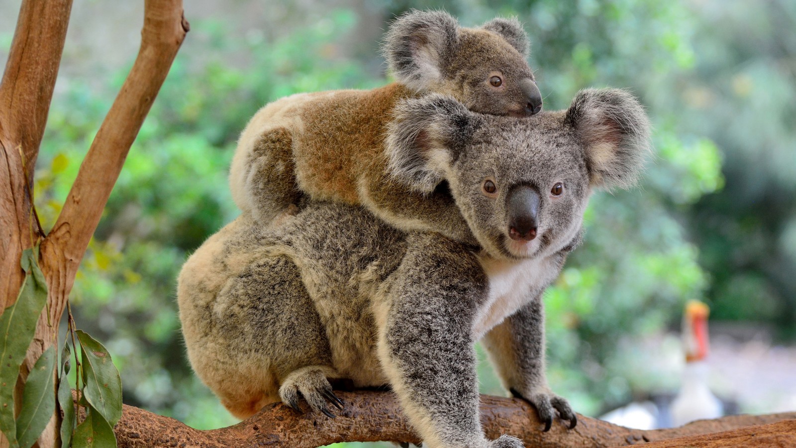Experten schlagen Alarm: Koalas fast ausgestorben! 72 Koalas