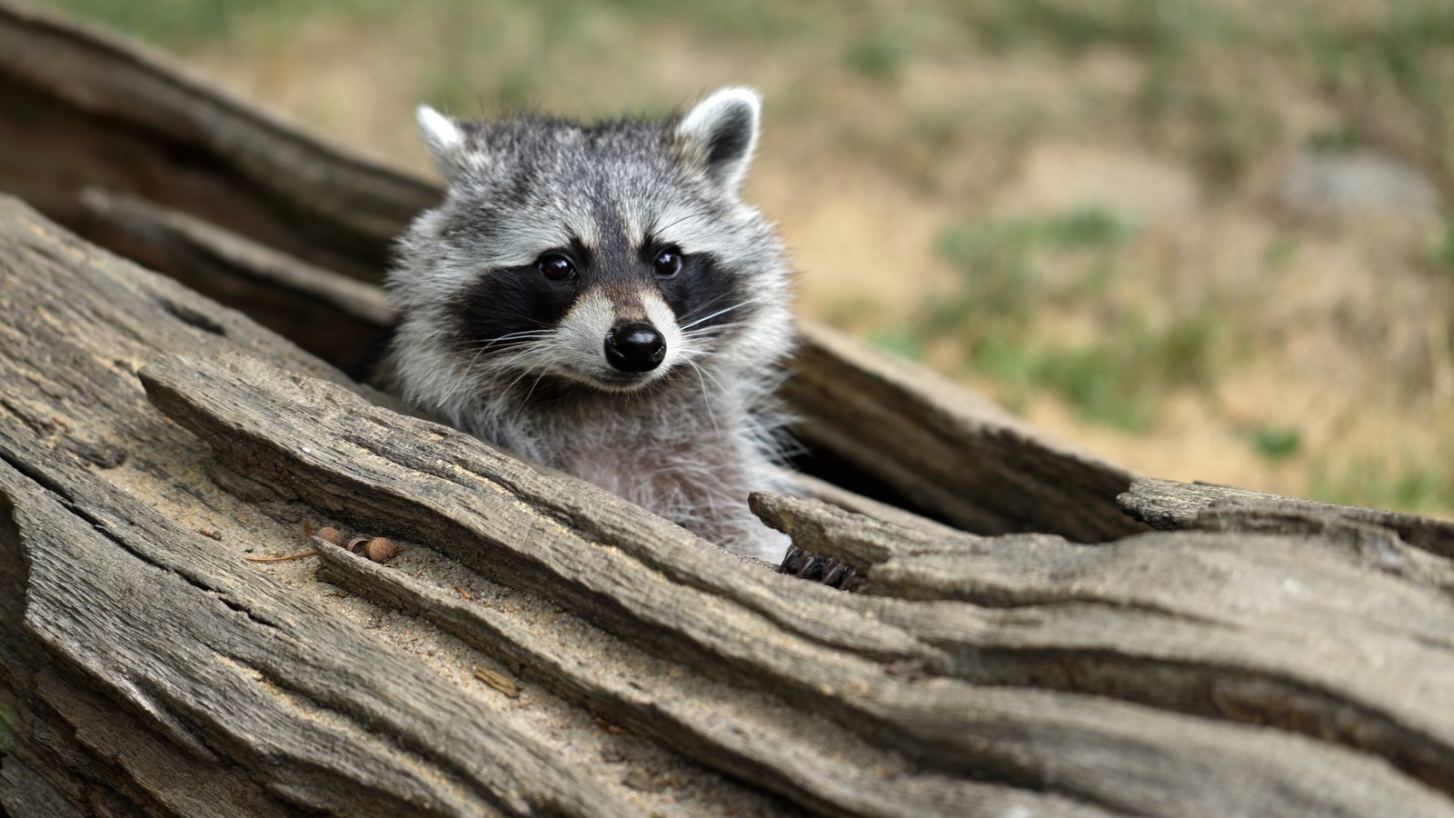 Waschbär