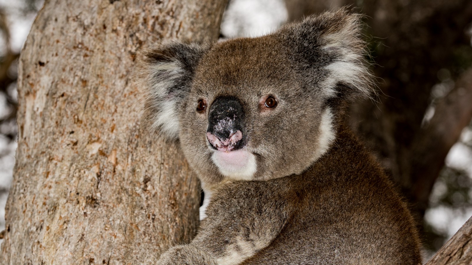 Buschbrände in Australien: Fast 500 Millionen Tiere sterben in den Flammen 72 Koala