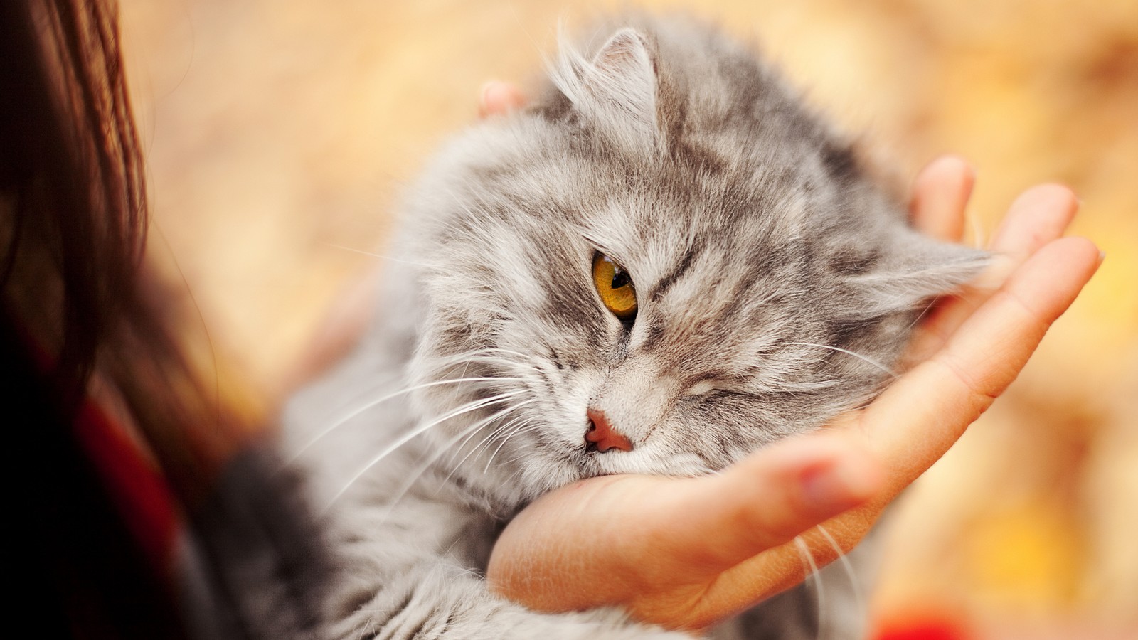 Katze