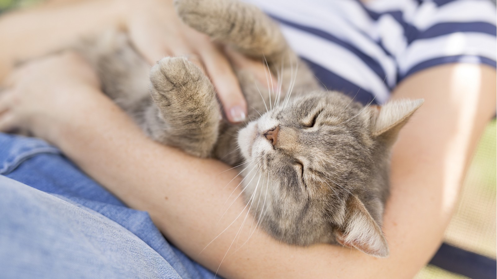 Liebt mich meine Katze? Diese 10 Anzeichen sprechen dafür! 72 Katze