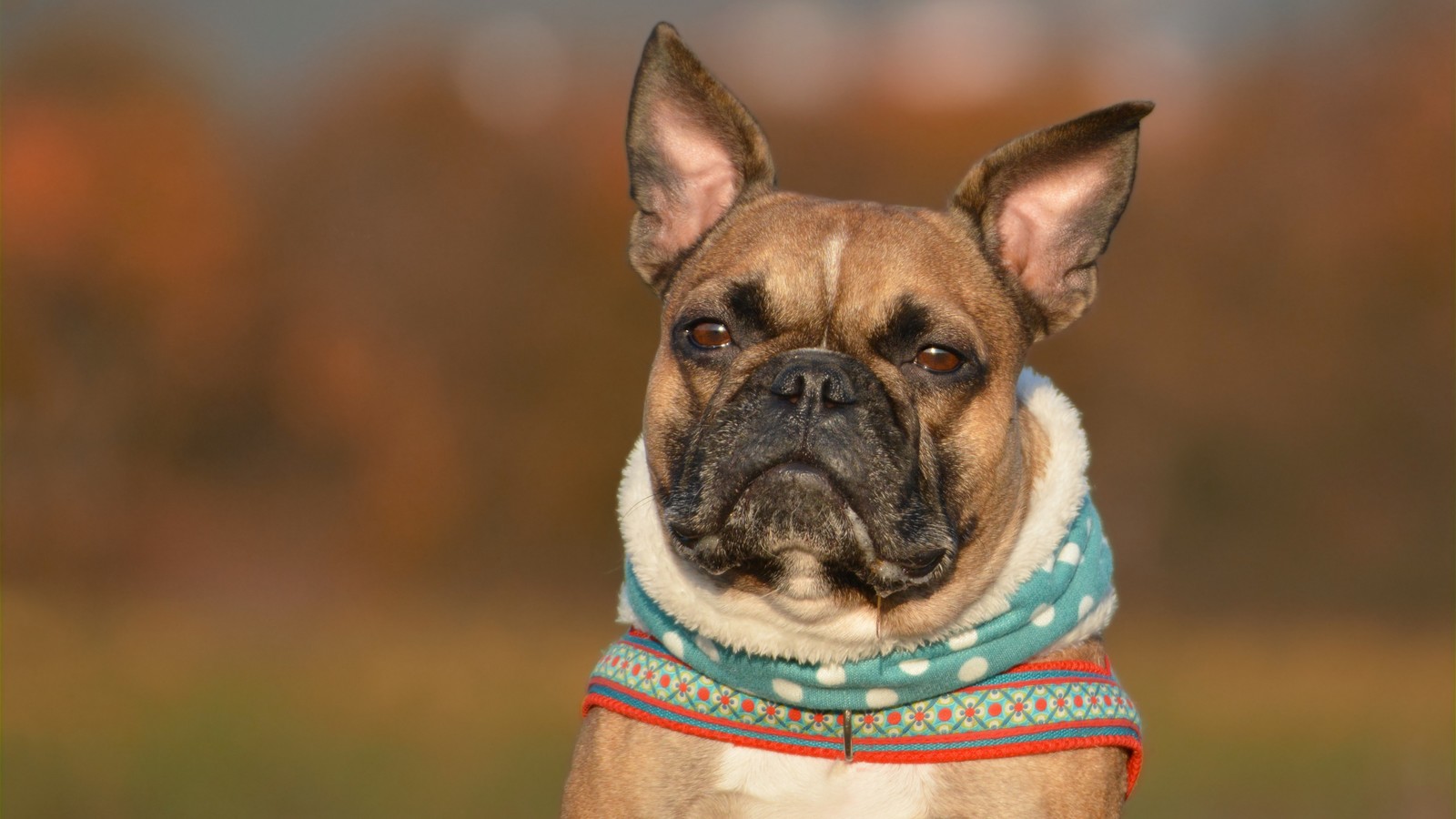 7 Anzeichen, dass dein Hund sauer auf dich ist 72 Hund sauer