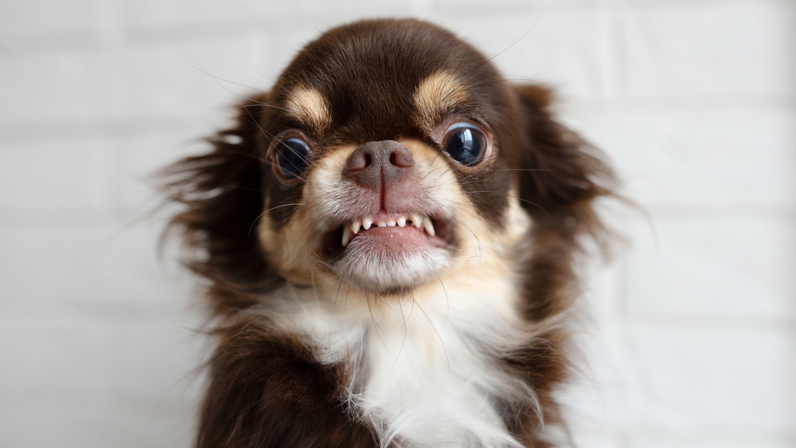 Wütender Hund