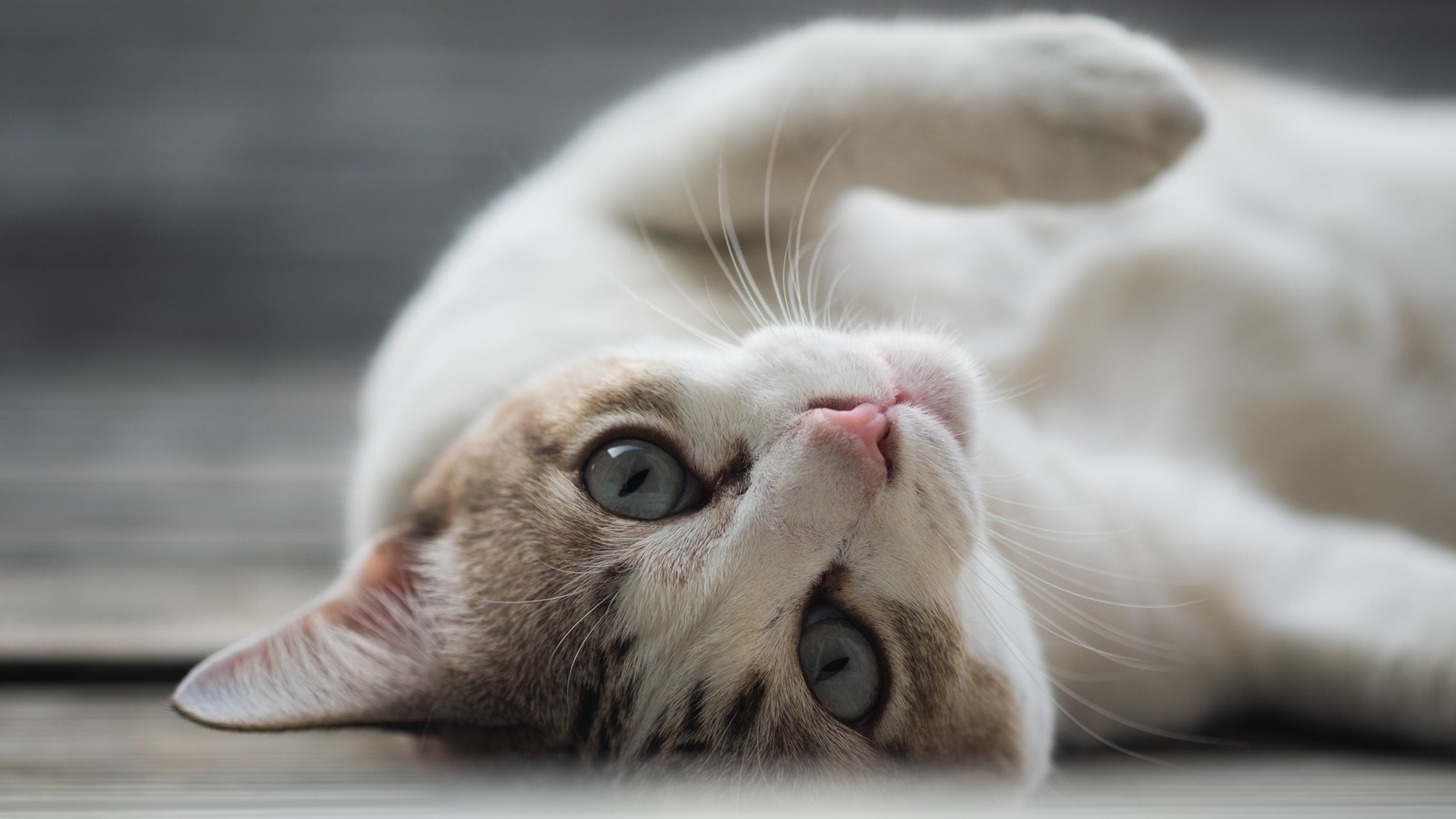 Das solltest du nie mit deiner Katze machen 72 Katze