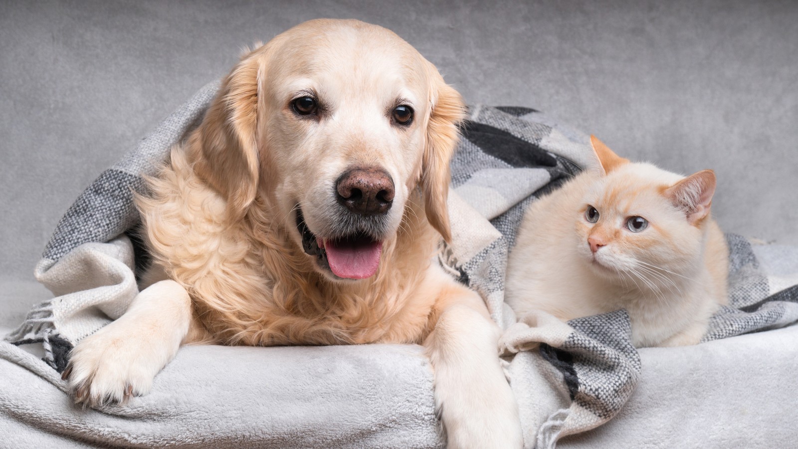 Coronavirus: Können sich auch Haustiere anstecken? 72 Hund und Katze