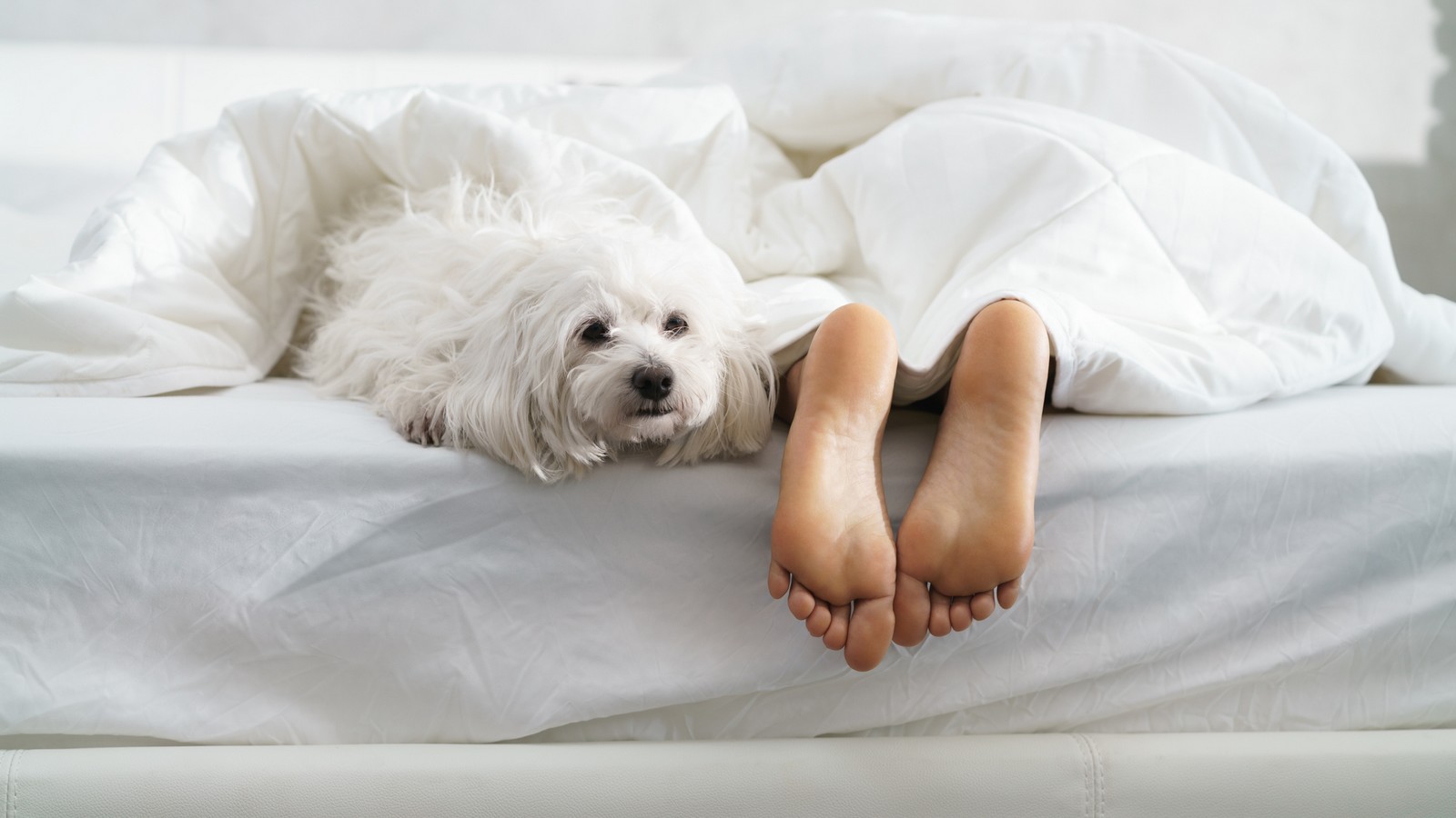 Darum sollte dein Hund bei dir nie im Bett schlafen 72 Hund