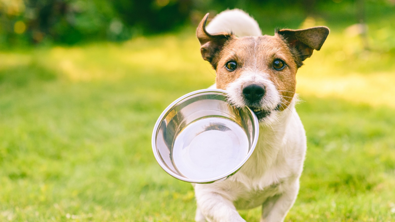 5 wichtige Regeln bei der Erziehung deines Hundes 72 Hund