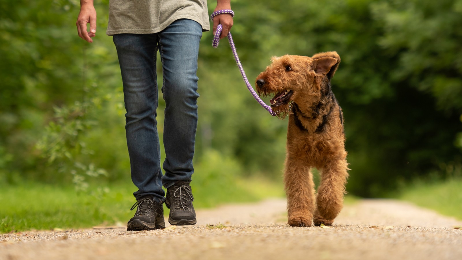 Darum schaut dein Hund dich beim Häufchen machen an! 72 Hund beim Gassi gehen