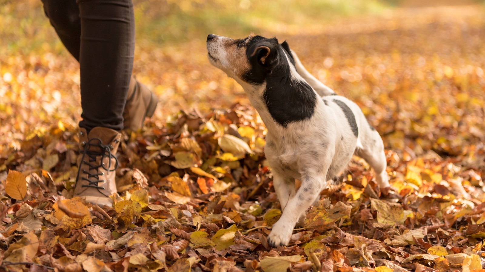 Hund beim Gassi gehen