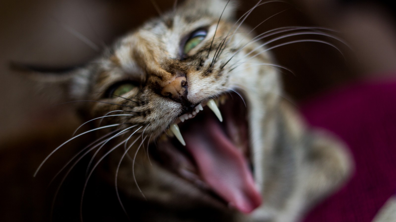 Katze