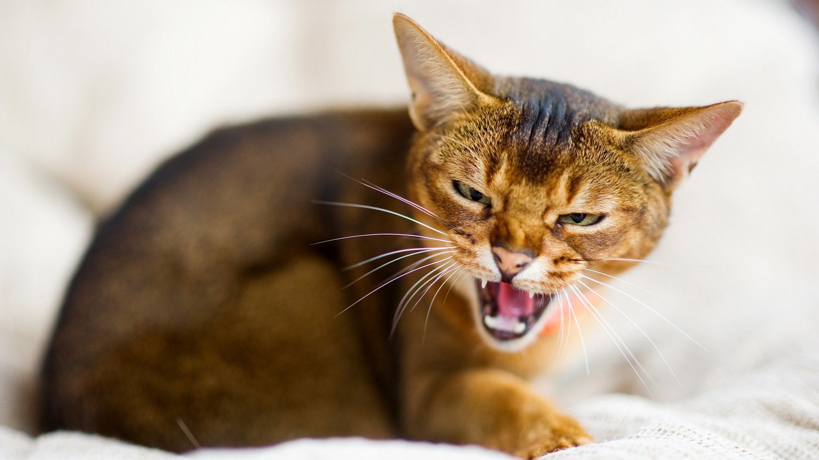 Katze