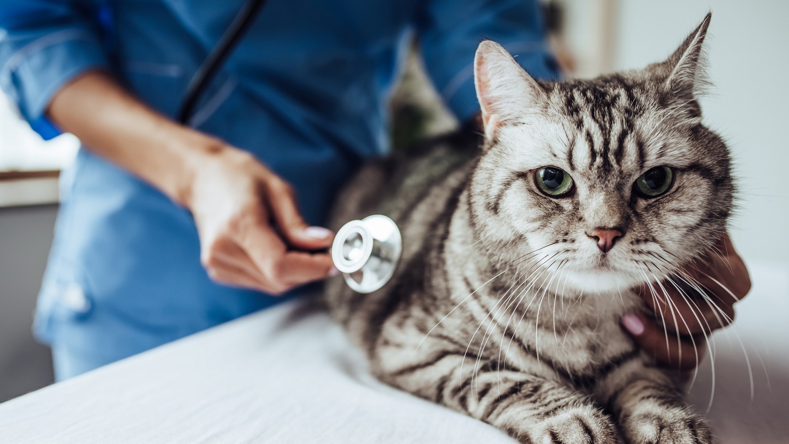 Katze beim Tierarzt