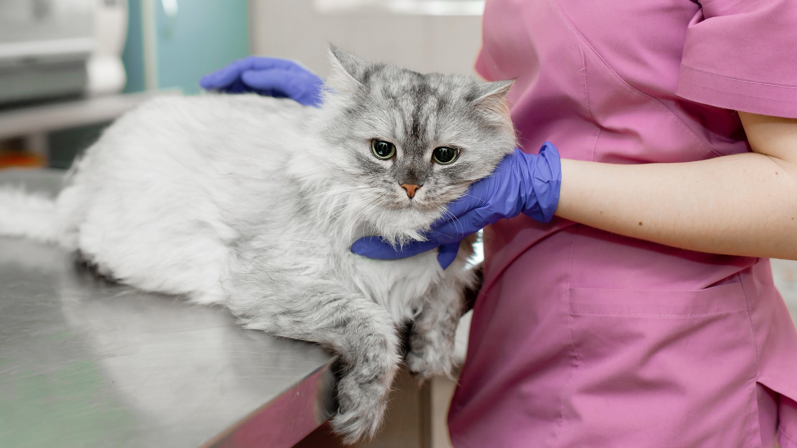 Coronavirus: Die erste Katze ist infiziert! 72 Katze beim Tierarzt