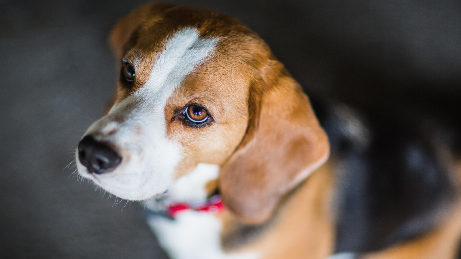 Coronavirus: Darf ich mit meinem Hund noch Gassi gehen? 72 Beagle 2 zugeschnitten