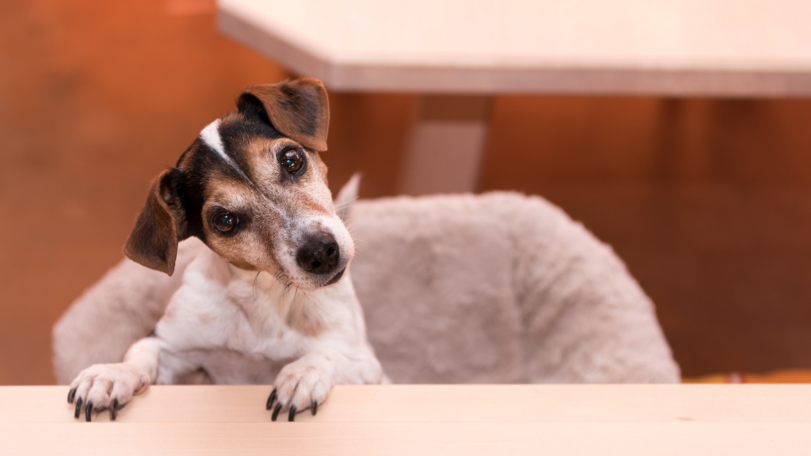 Darum halten Hunde den Kopf immer schräg 82 Hund