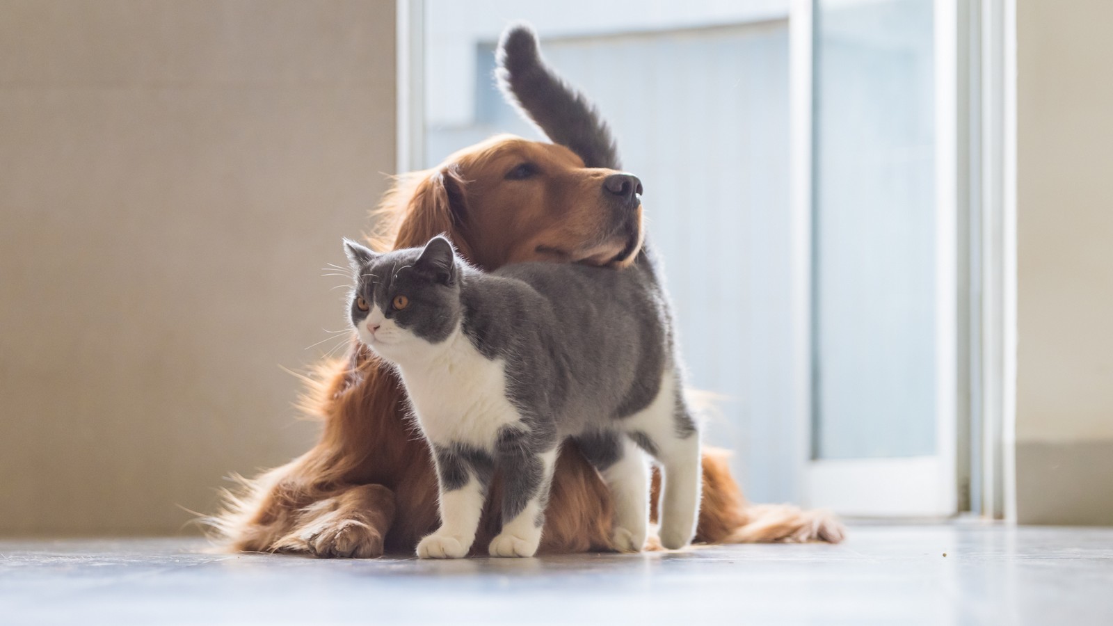 Darum mögen sich Hunde und Katzen nicht! 72 Hund und Katze
