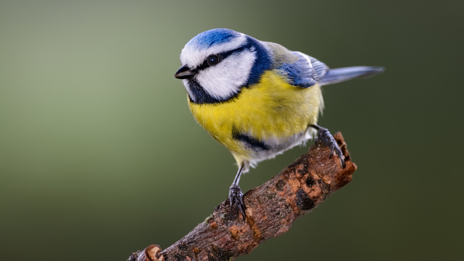 Blaumeise