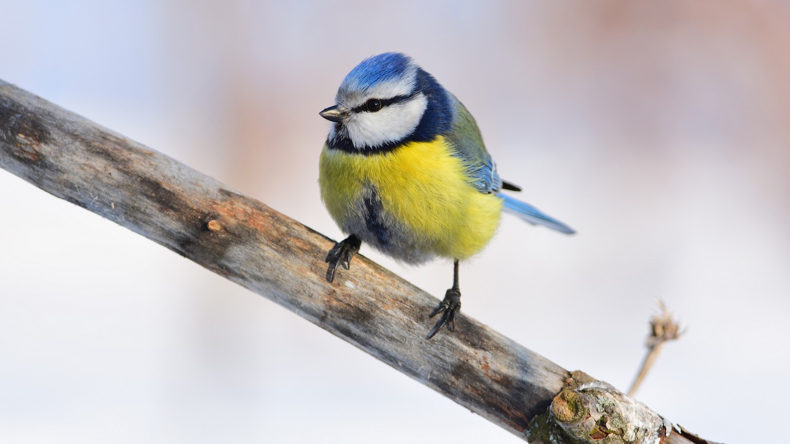 Nach Corona: Vogelkrankheit breitet sich in Deutschland aus! 72 Blaumeise