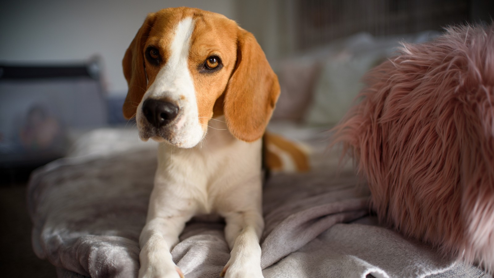 So horcht dein Hund auf dich