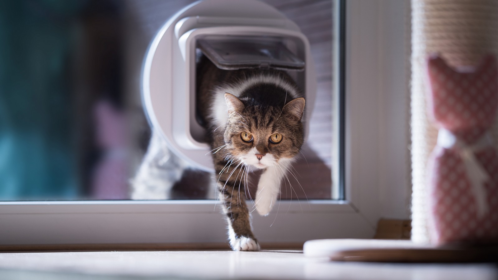 Katze