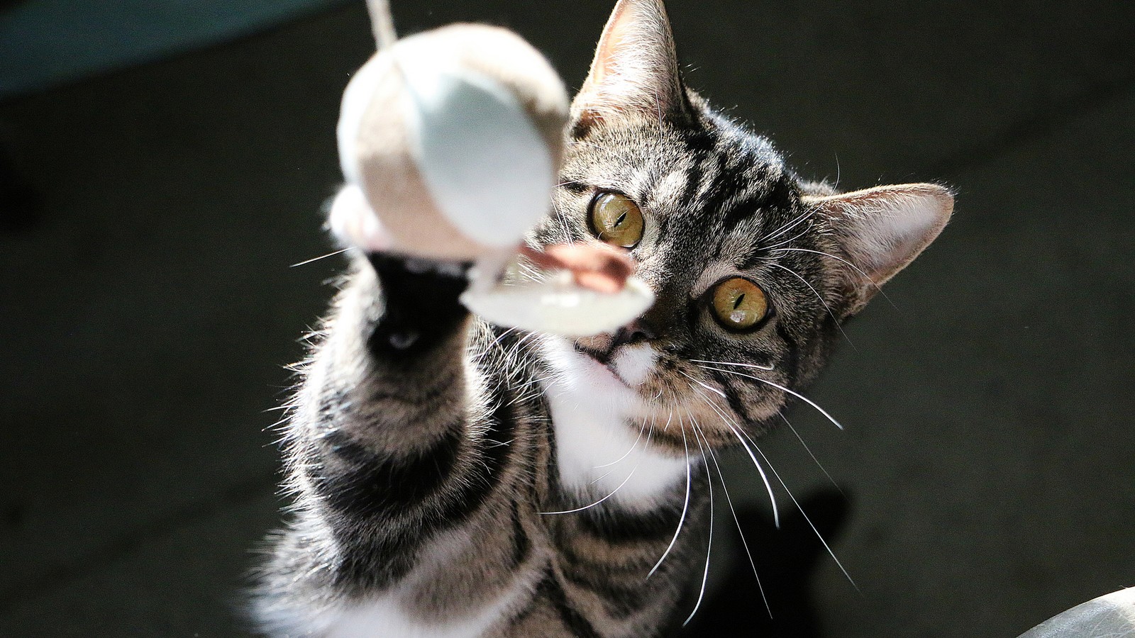 Katze