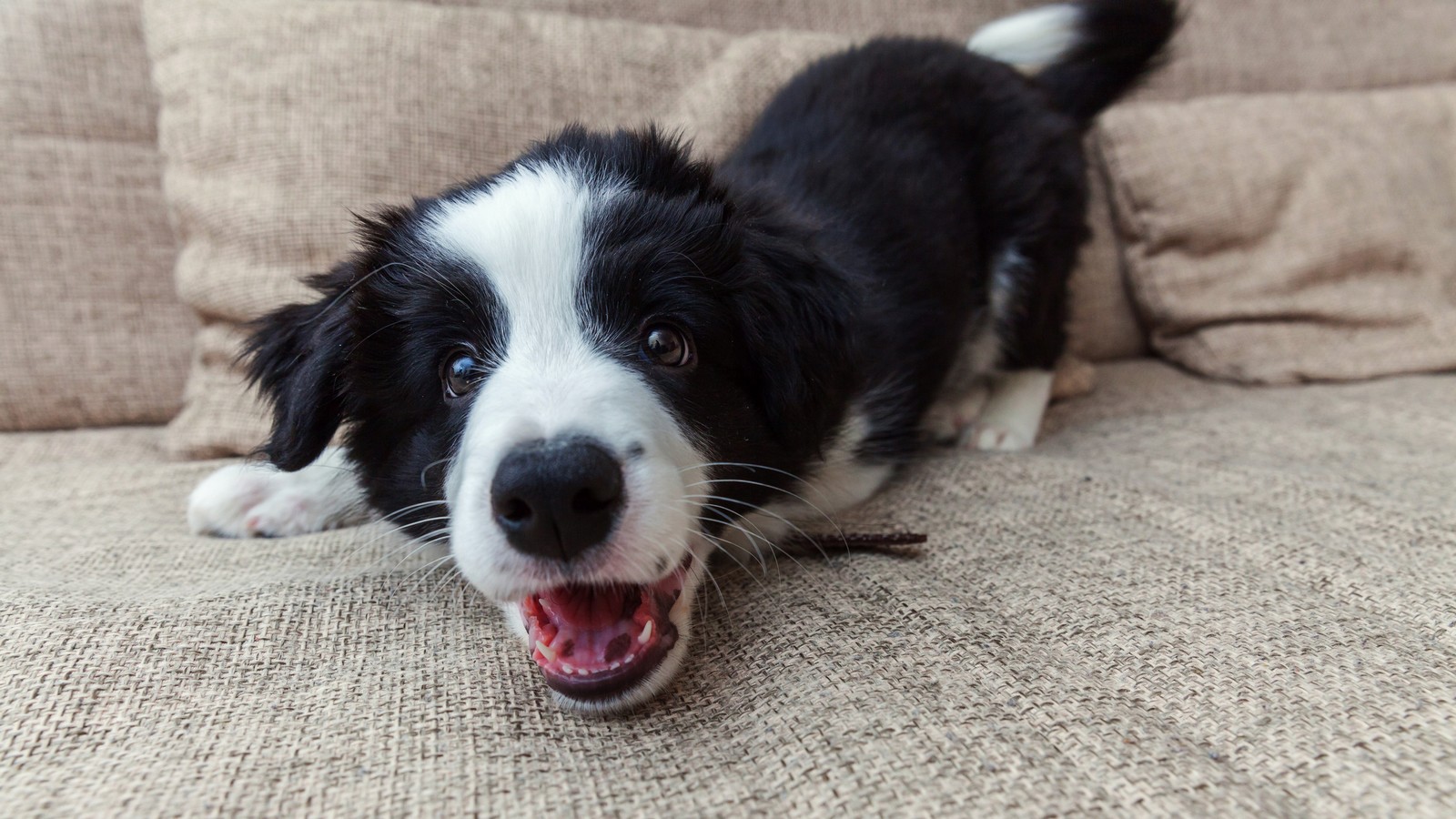 Hund